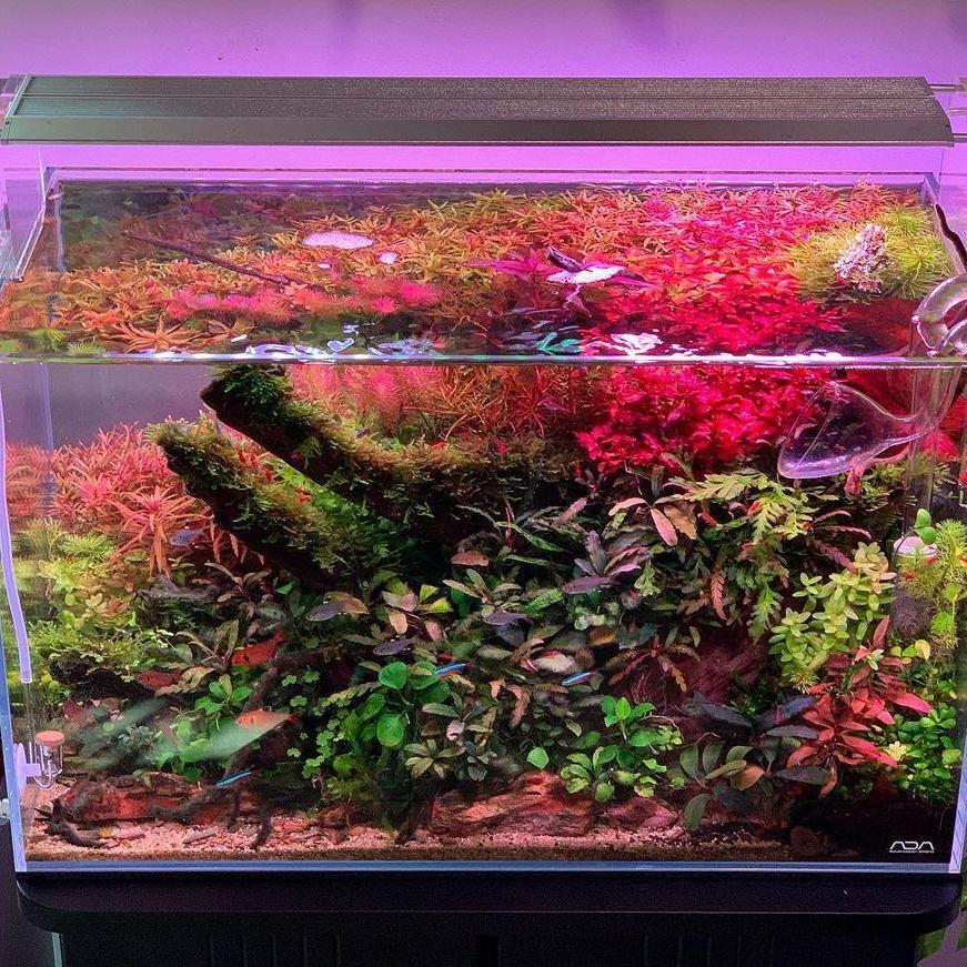 WEEK AQUA Aquarium LED-Leuchte – Reef Lighting Bewertung und Preis
